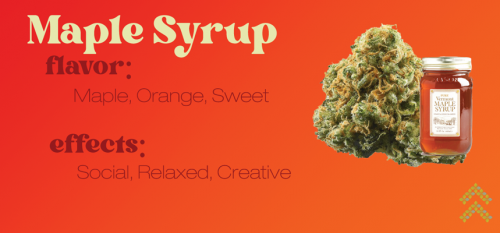 Maple Syrup Strain Review