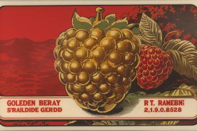 Golden Berry Strain