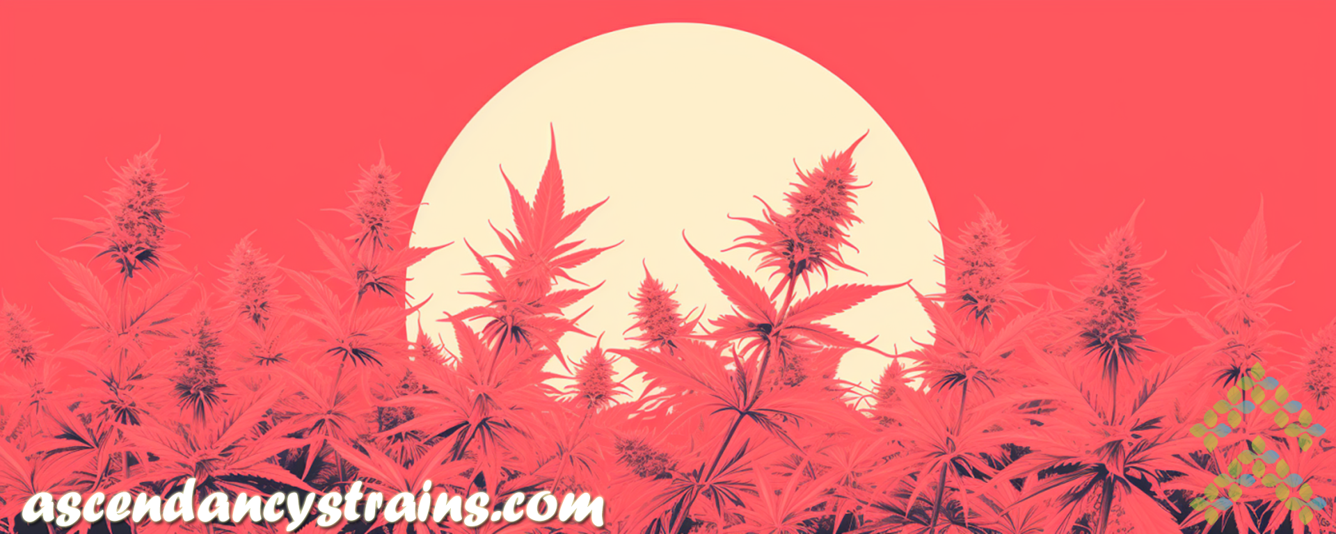 panama red strain review