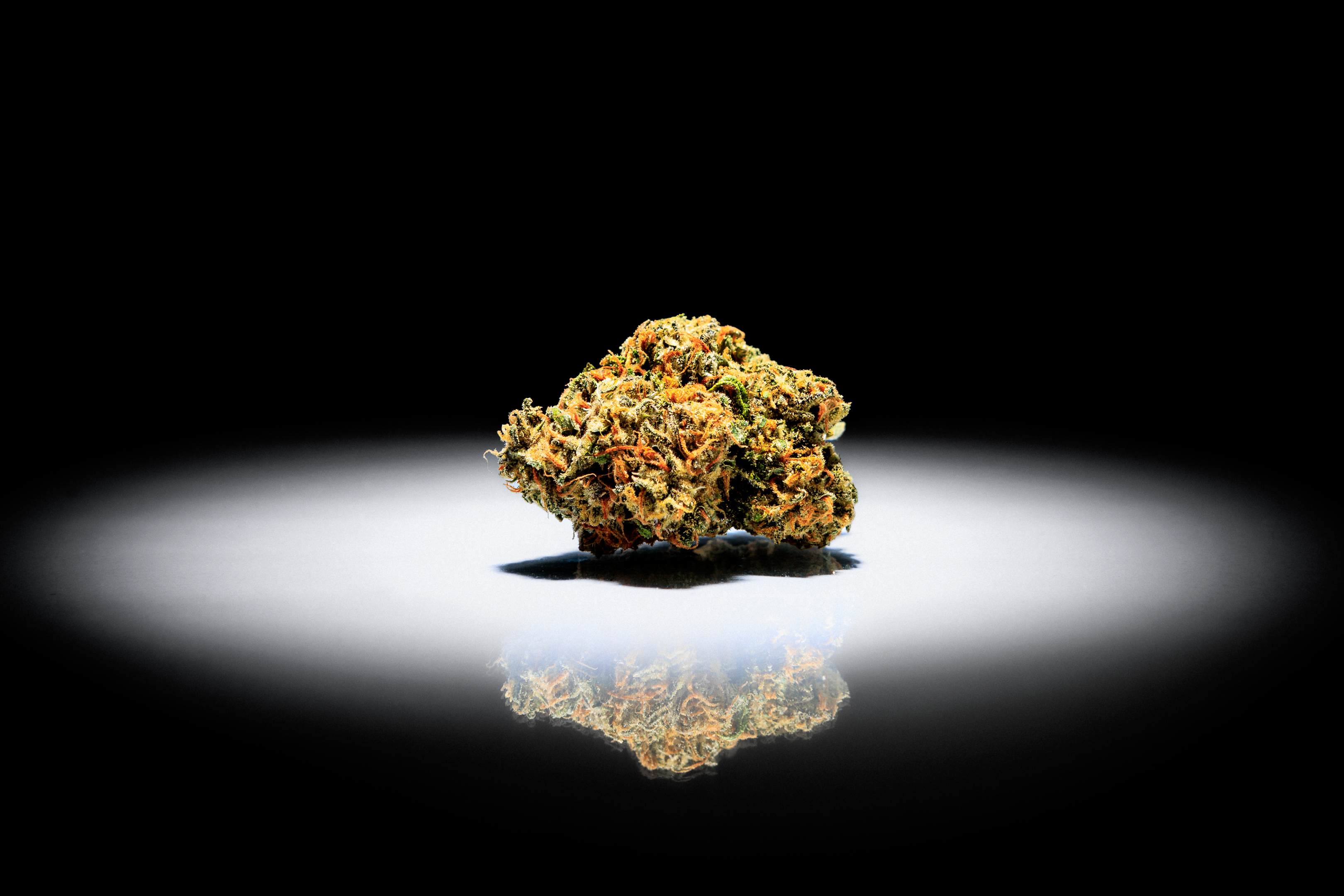 Blue Falcon Strain Gatz Organic submission 2022 Flavor Cup