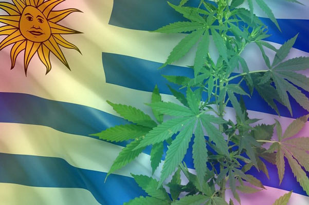 uruguay cannabis competitions